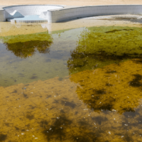 Una piscina graned con el agua verde y llena de algas que podría limpiarse con los remedios caseros para el agua verde de la piscina de nuestro artículo.