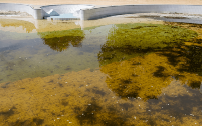 5 remedios caseros para el agua verde de la piscina